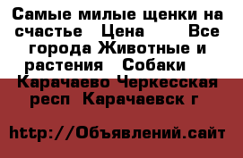 Самые милые щенки на счастье › Цена ­ 1 - Все города Животные и растения » Собаки   . Карачаево-Черкесская респ.,Карачаевск г.